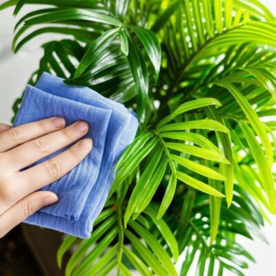 Cách Vệ Sinh Lá Cây Trong Nhà Đúng Chuẩn Chuyên Gia: Bí Quyết Cho Vườn Cây Xanh Mướt